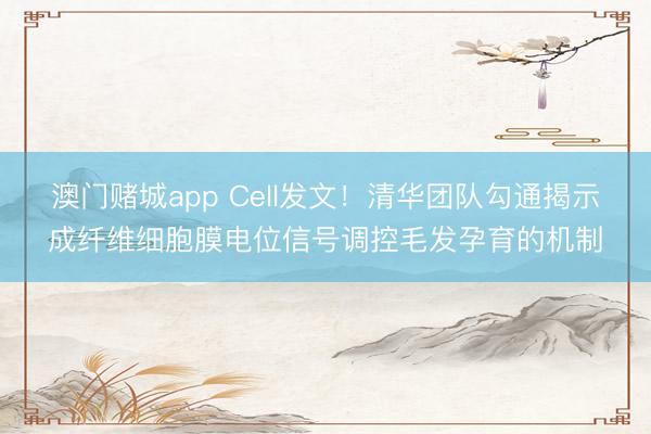 澳门赌城app Cell发文!清华团队勾通揭示成纤维细胞膜电位信号调控毛发孕育的机制