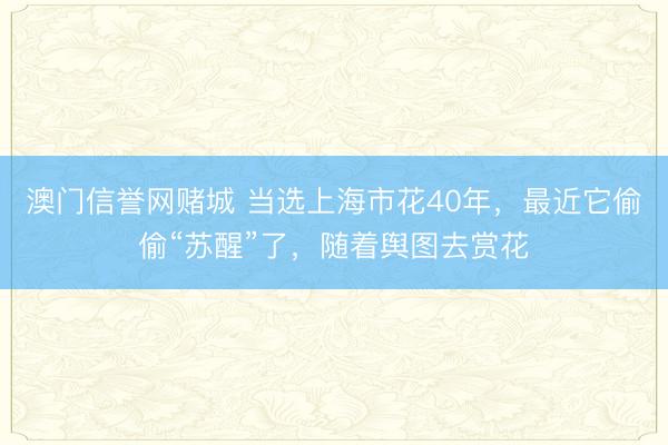 澳门信誉网赌城 当选上海市花40年,最近它偷偷“苏醒”了,随着舆图去赏花